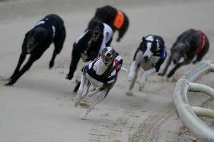 paddy power greyhound|Greyhound Racing Next Odds & Betting » Paddy Power™.